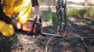 Best Tree Preservation Services  in Berrien Springs, MI